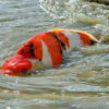 Japanese Koi fish for sale online