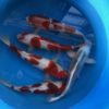 Koi Fish in clean water