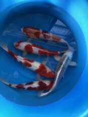 Koi Fish in clean water