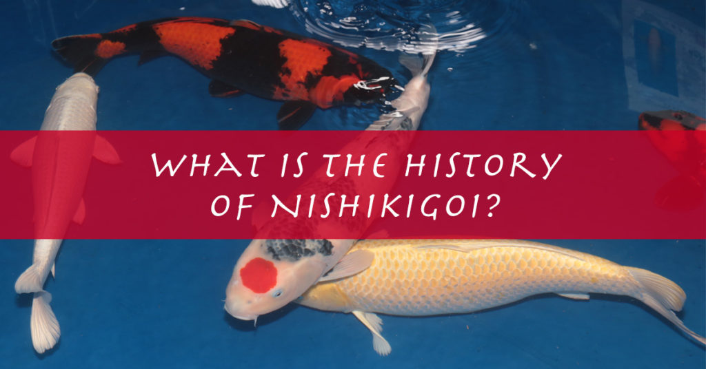 Japanese Koi Fish History