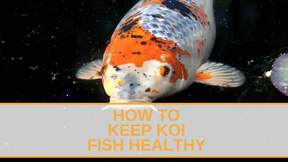 All About Koi: Fish Facts — Koi Story