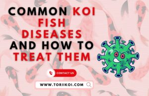 Common Koi Fish Diseases and How to Treat Them