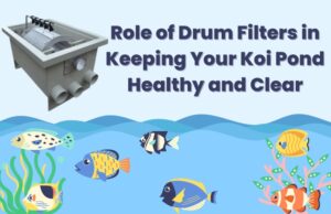 Role of Drum Filters in Keeping Your Koi Pond Healthy and Clear