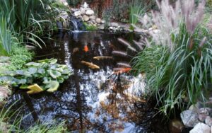 Beneficial Bacteria for a Koi Pond min