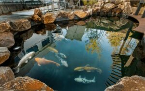 Building Pond and maintenance for koi fish min