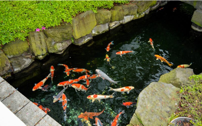 Minimum size of a koi pond