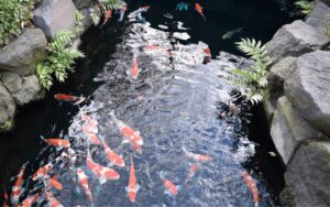 Water quality of your koi pond min