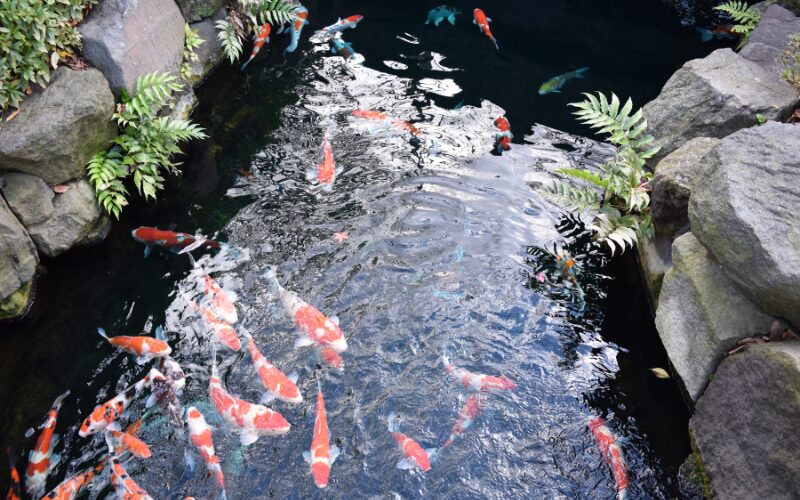 best way to feed koi f feed koi fish