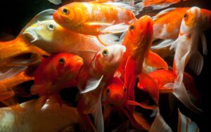 koi fish diseases and treatment