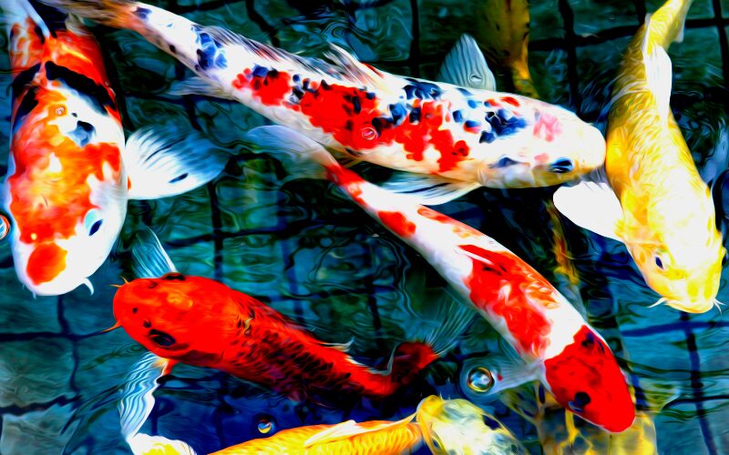 koi fish in the pond