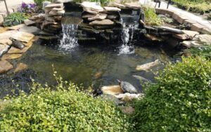 Best tips for cleaning a koi pond min