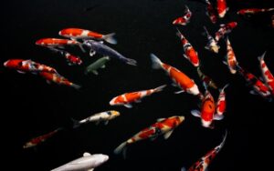 High Quality Showa Koi Fish for Sale