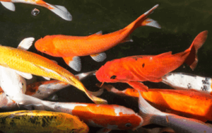 Jumbo Tosai Koi fish For Sale online NY min