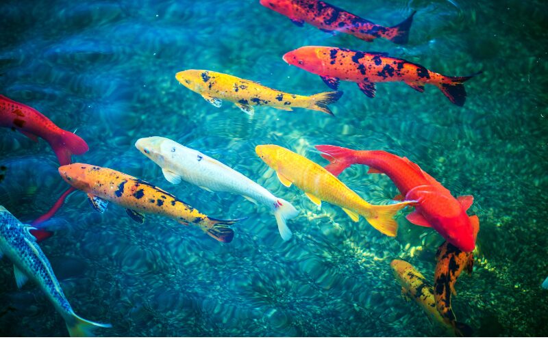 Large Koi fish for sale near me in New York