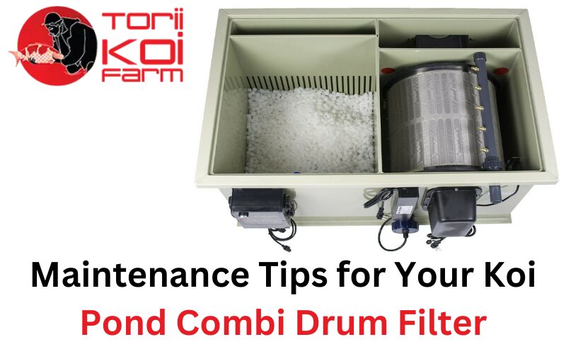 Maintenance Tips for Your Koi Pond Combi Drum Filter