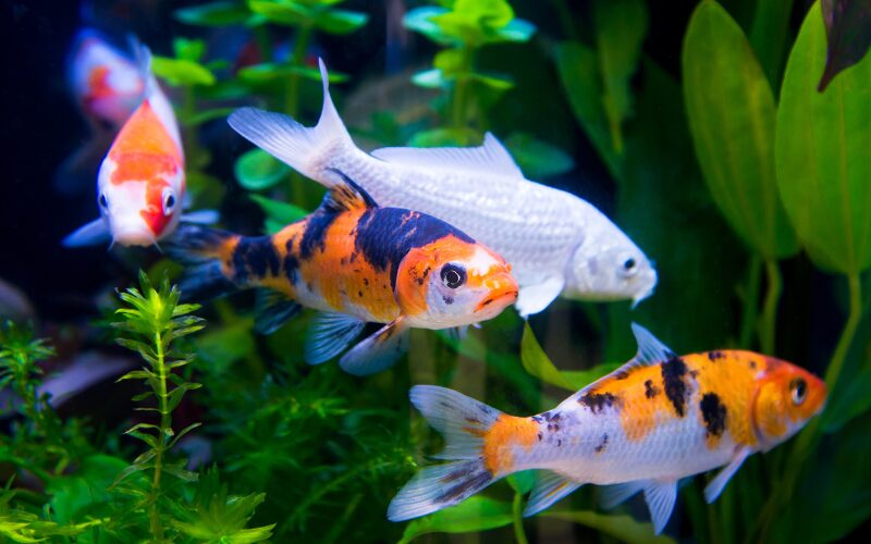 Tips for Caring Your Asagi Koi Fish