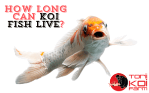 How Long Can Koi Fish Live min