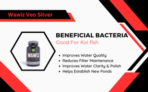 Is Beneficial Bacteria Good for Koi Fish