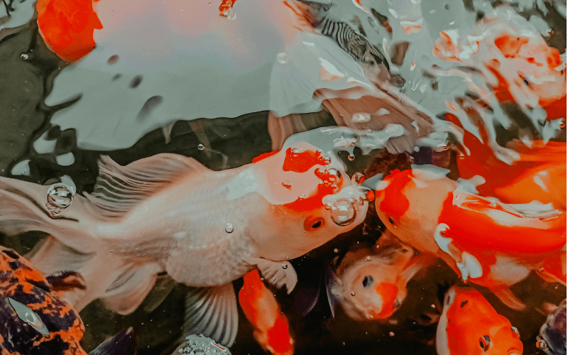 Prevent my koi fish from getting sick min