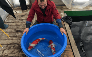 Transport Large Koi Fish Safely