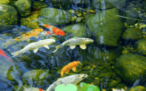 Healthy Koi Pond Ecosystem min